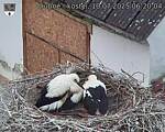 Capi_Dubne_20250710_062004.jpg