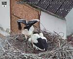 Capi_Dubne_20250710_063002.jpg