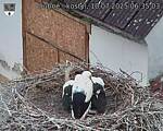 Capi_Dubne_20250710_063503.jpg