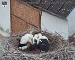 Capi_Dubne_20250710_064003.jpg