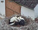 Capi_Dubne_20250710_064503.jpg