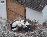 Capi_Dubne_20250710_065503.jpg