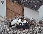 Capi_Dubne_20250710_070003.jpg