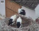 Capi_Dubne_20250710_070503.jpg