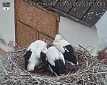 Capi_Dubne_20250710_071003.jpg