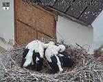 Capi_Dubne_20250710_071503.jpg