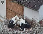 Capi_Dubne_20250710_072004.jpg