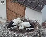 Capi_Dubne_20250710_072502.jpg