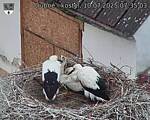 Capi_Dubne_20250710_073503.jpg