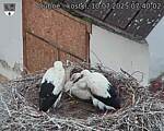 Capi_Dubne_20250710_074002.jpg