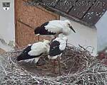 Capi_Dubne_20250710_075002.jpg