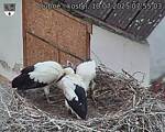 Capi_Dubne_20250710_075503.jpg