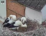 Capi_Dubne_20250710_080002.jpg