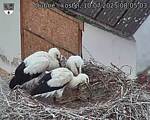 Capi_Dubne_20250710_080503.jpg