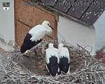 Capi_Dubne_20250710_082503.jpg