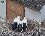 Capi_Dubne_20250710_084002.jpg