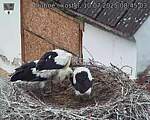 Capi_Dubne_20250710_084503.jpg