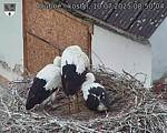 Capi_Dubne_20250710_085004.jpg