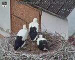 Capi_Dubne_20250710_085502.jpg