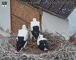 Capi_Dubne_20250710_090004.jpg