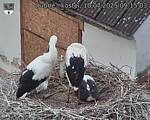 Capi_Dubne_20250710_091503.jpg