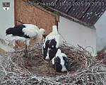 Capi_Dubne_20250710_092003.jpg