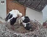 Capi_Dubne_20250710_092503.jpg