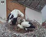 Capi_Dubne_20250710_093002.jpg