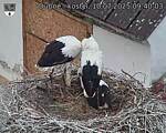 Capi_Dubne_20250710_094003.jpg