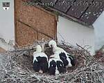 Capi_Dubne_20250710_095503.jpg