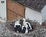 Capi_Dubne_20250710_100003.jpg