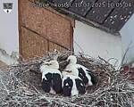 Capi_Dubne_20250710_100504.jpg