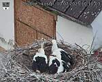 Capi_Dubne_20250710_101003.jpg