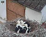 Capi_Dubne_20250710_101503.jpg