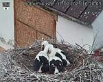 Capi_Dubne_20250710_102003.jpg