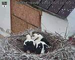 Capi_Dubne_20250710_103003.jpg
