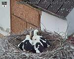 Capi_Dubne_20250710_104003.jpg