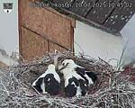 Capi_Dubne_20250710_104502.jpg