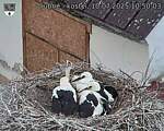 Capi_Dubne_20250710_105003.jpg