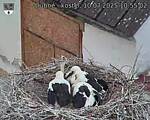 Capi_Dubne_20250710_105502.jpg