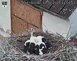 Capi_Dubne_20250710_110502.jpg