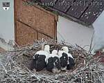 Capi_Dubne_20250710_113004.jpg