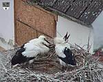 Capi_Dubne_20250710_115002.jpg