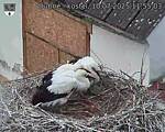 Capi_Dubne_20250710_115503.jpg