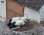 Capi_Dubne_20250710_120003.jpg