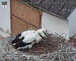 Capi_Dubne_20250710_120504.jpg
