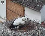 Capi_Dubne_20250710_121003.jpg