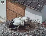 Capi_Dubne_20250710_121502.jpg