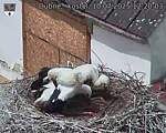 Capi_Dubne_20250710_122003.jpg
