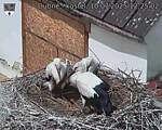 Capi_Dubne_20250710_122502.jpg